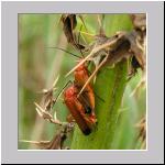 Rhagonycha fulva - Rotgelber Weichkaefer 02.jpg